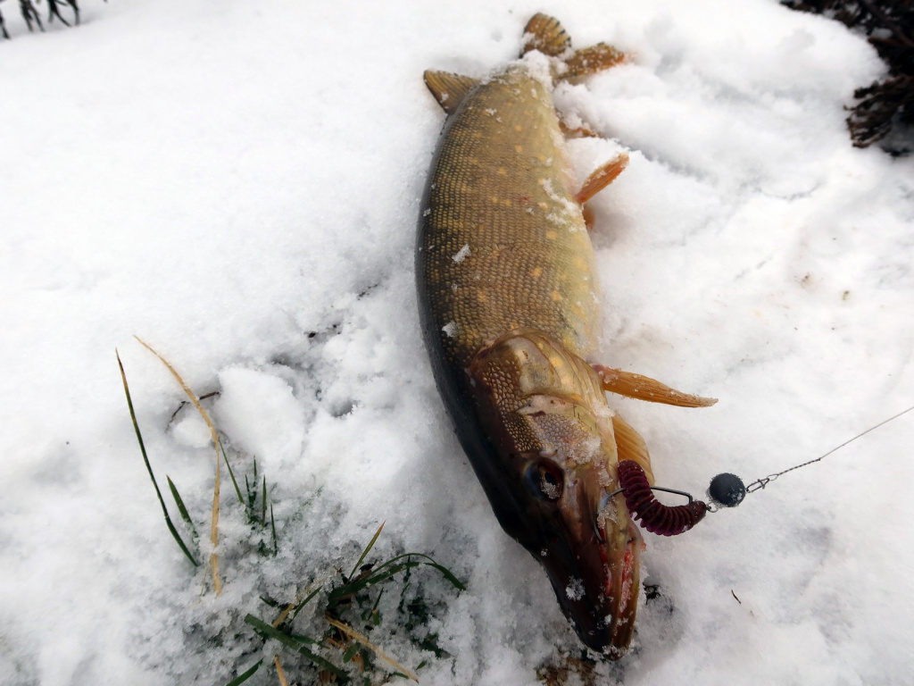 Щука с приманкой Lucky John Spark Tail