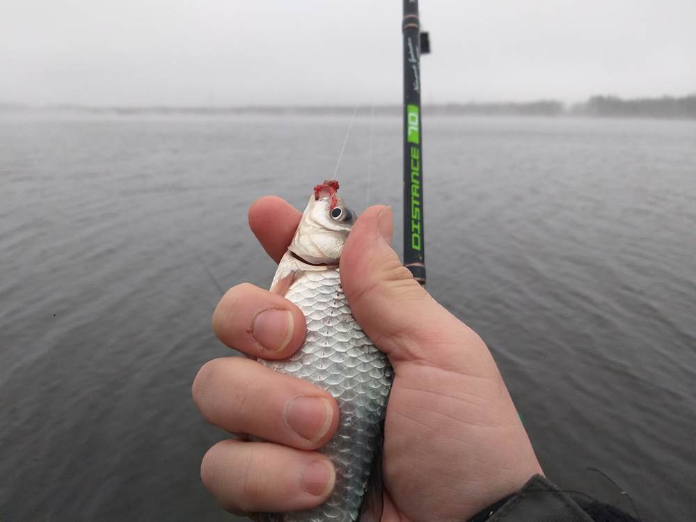 Карась пойманный на фидер зимой