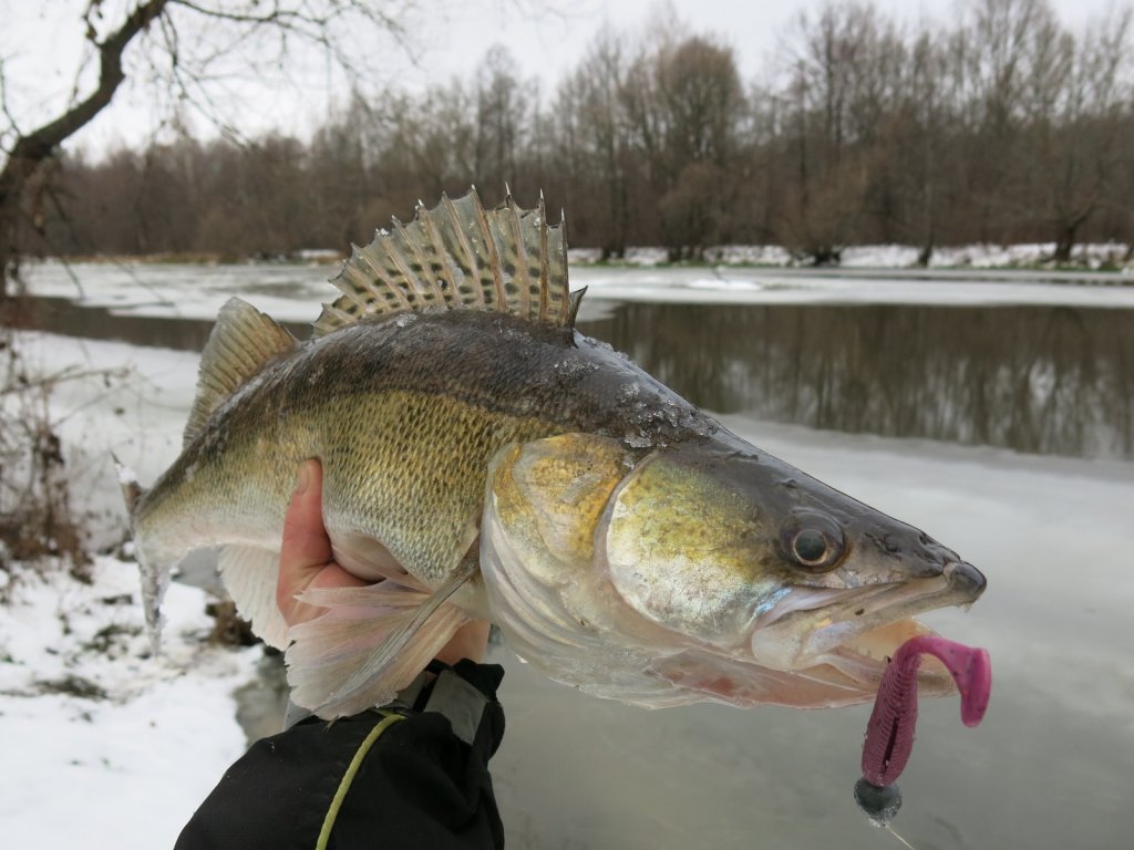 Крупный судак на зимней реке