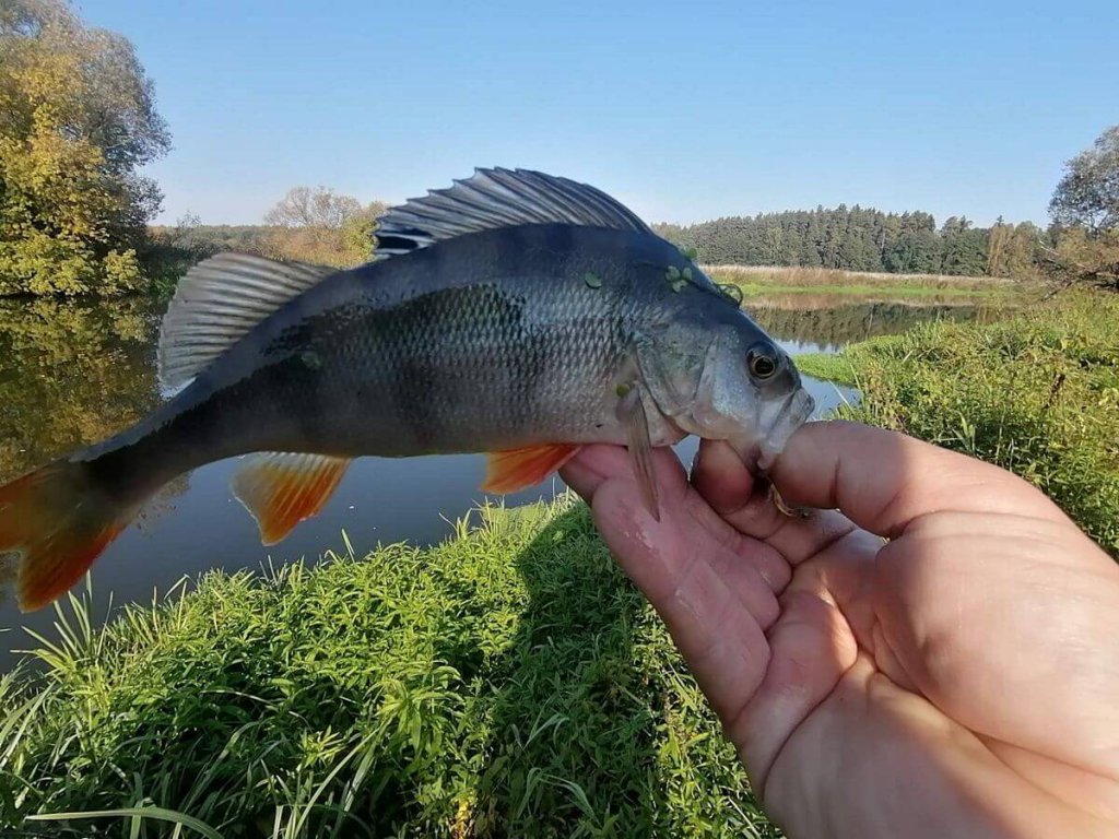 Окунь в руке Красивый окунь в руках рыбака