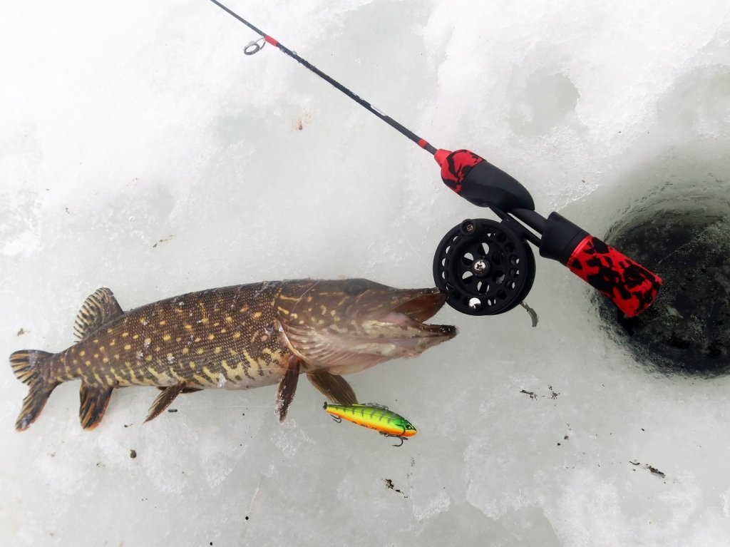 Щука поймана на виб