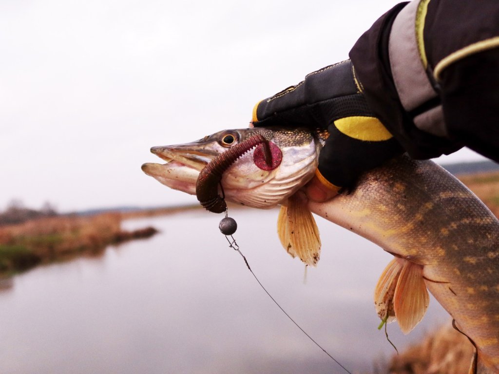 Щука с силиконовой приманкой на фоне речки