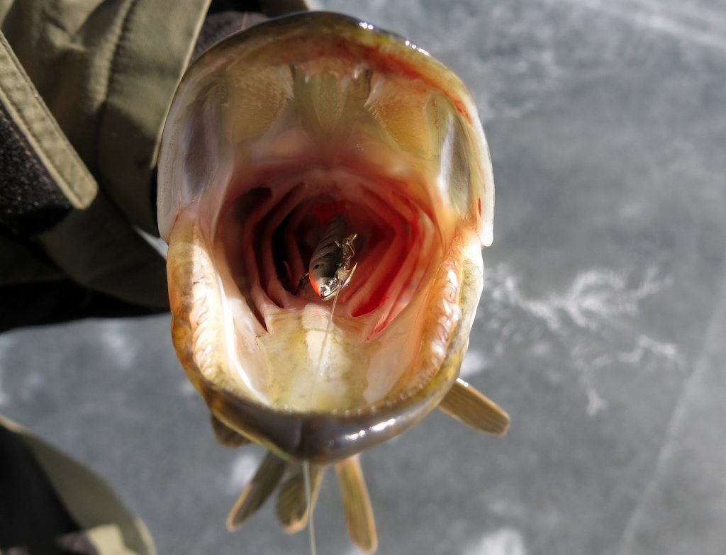 Щука глубоко проглотила балансир Щука глубоко проглотила балансир