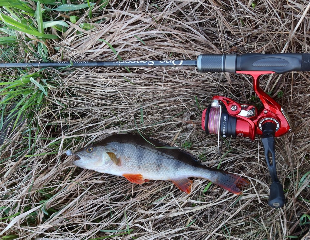 Спиннинг с катушкой и окунь на траве