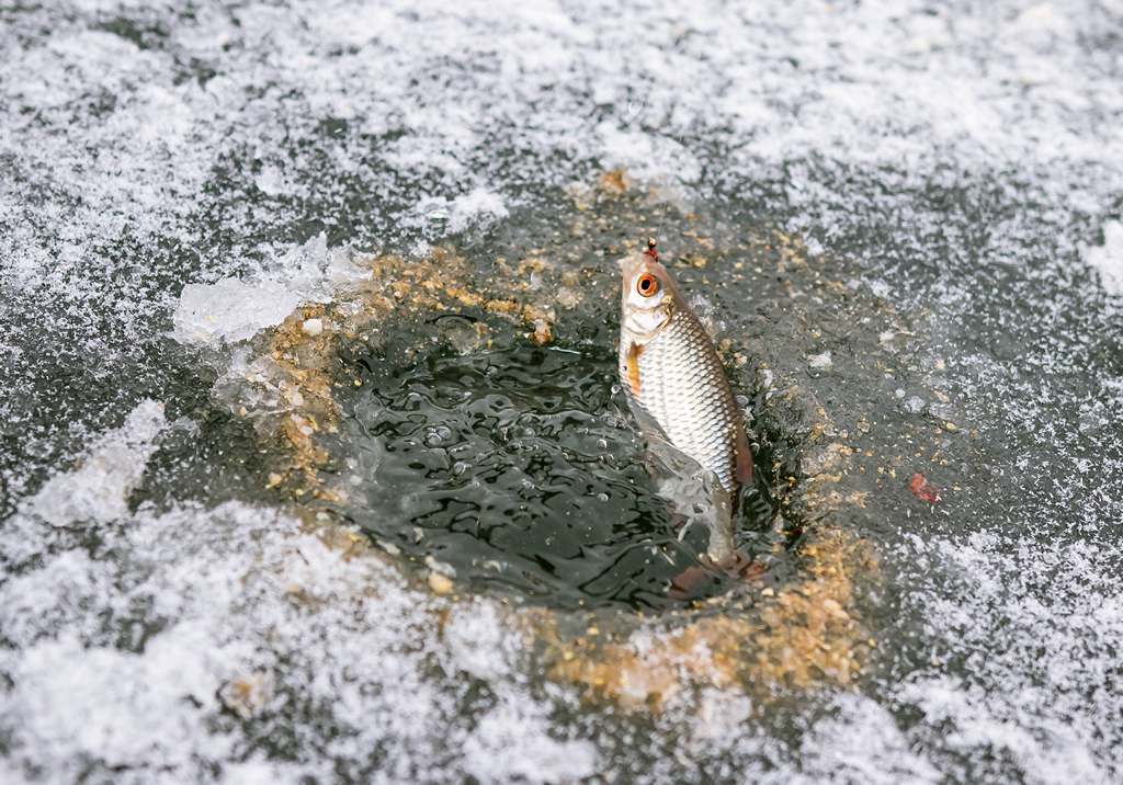 Преимущества зимней рыбалки на плотву