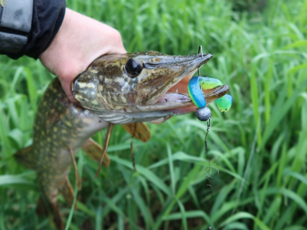 Щука поймана на яркую резину на офсетном крючке