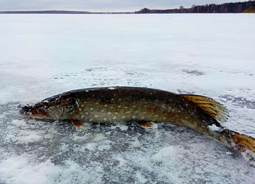 виды коряжника и тактика ловли зимой в коряжнике 00004.JPG