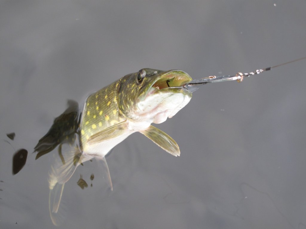 Щука клюнула на колебалку