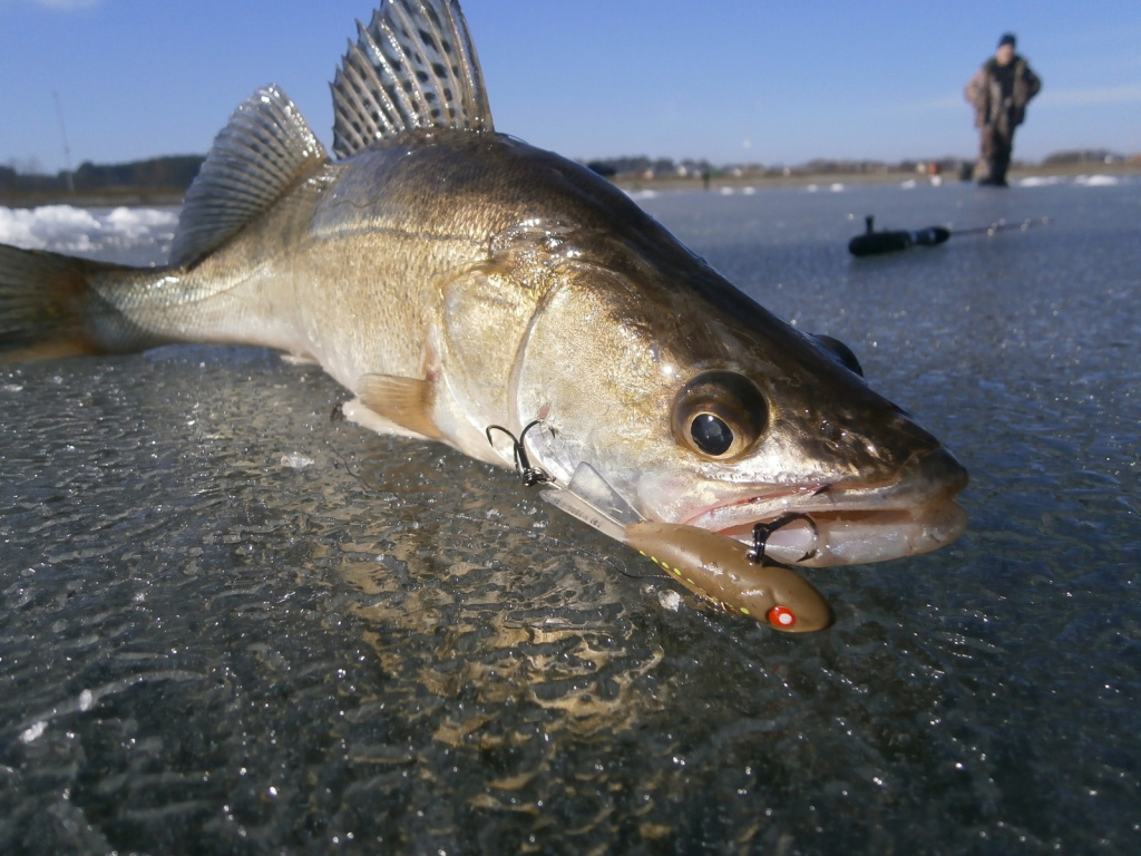 Судак с балансиром Lucky John Mebaru в клыкастой пасти