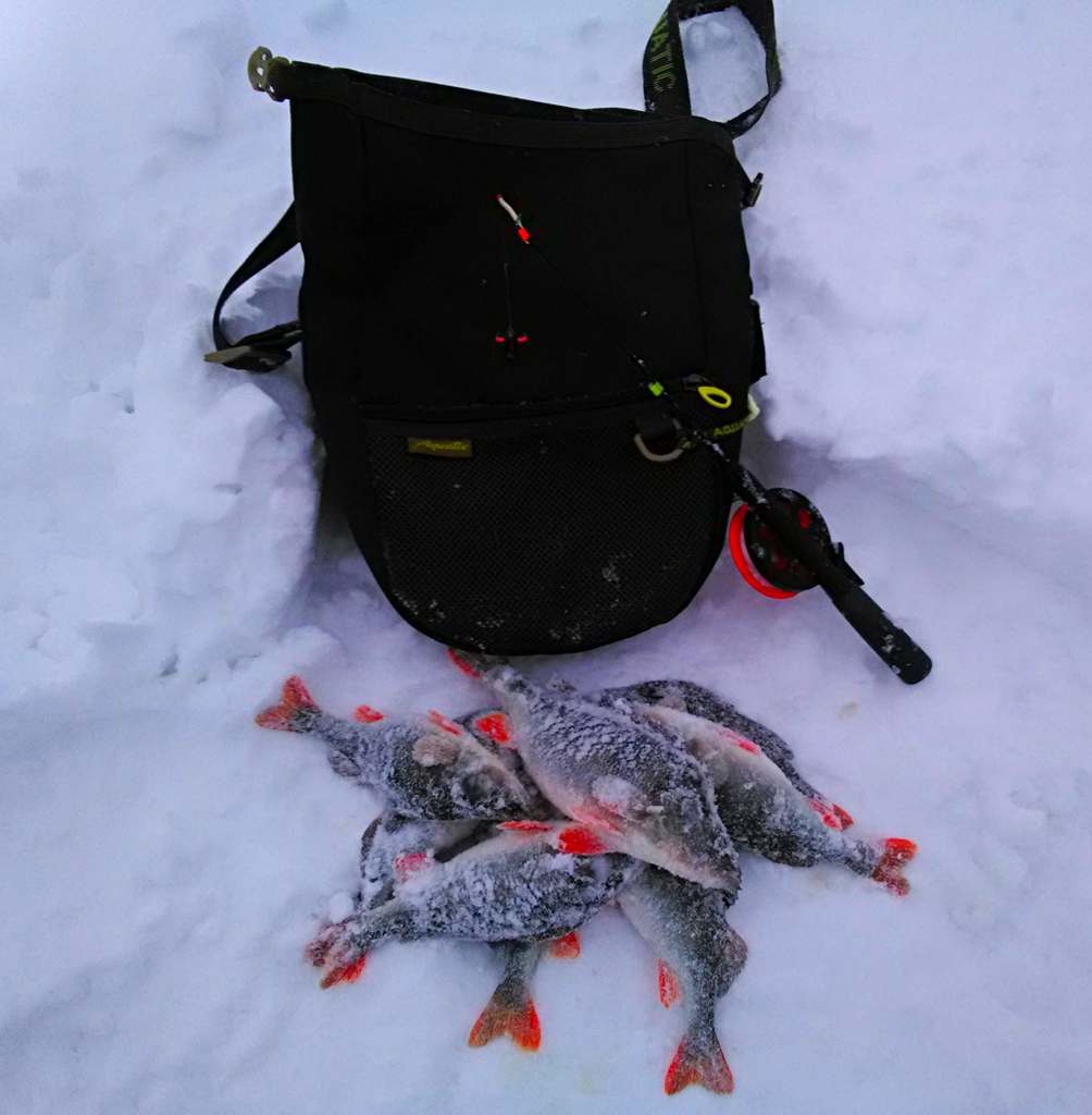 виды коряжника и тактика ловли зимой в коряжнике 00005.JPG