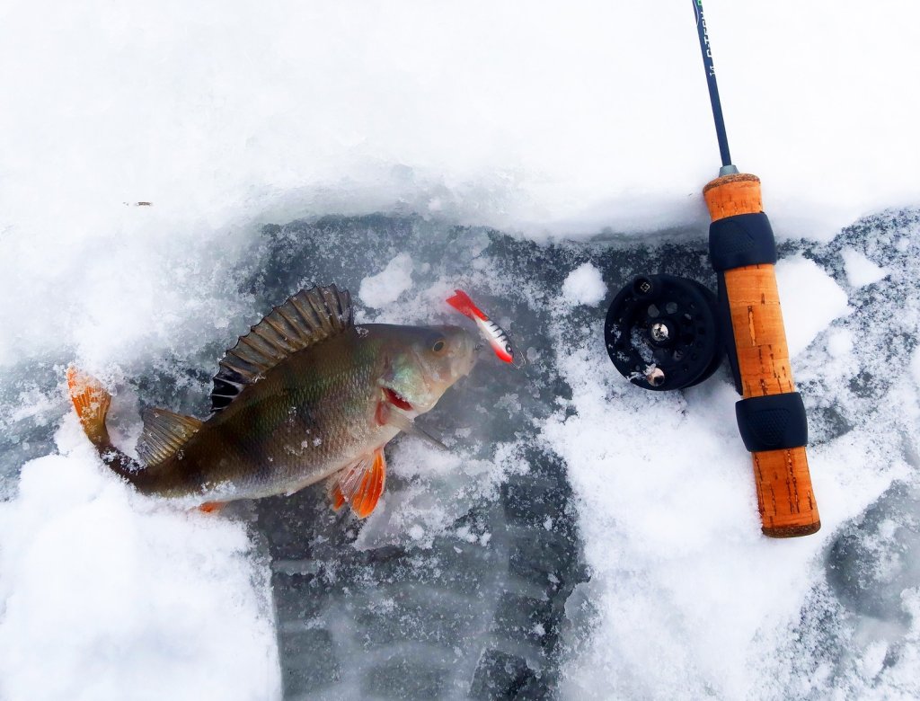 Окунь клюнул на натуральный балансир