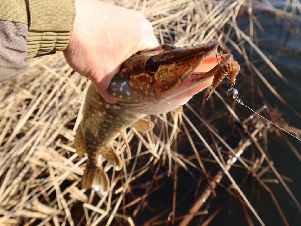 Щука клюнула на коричневую мягкую приманку