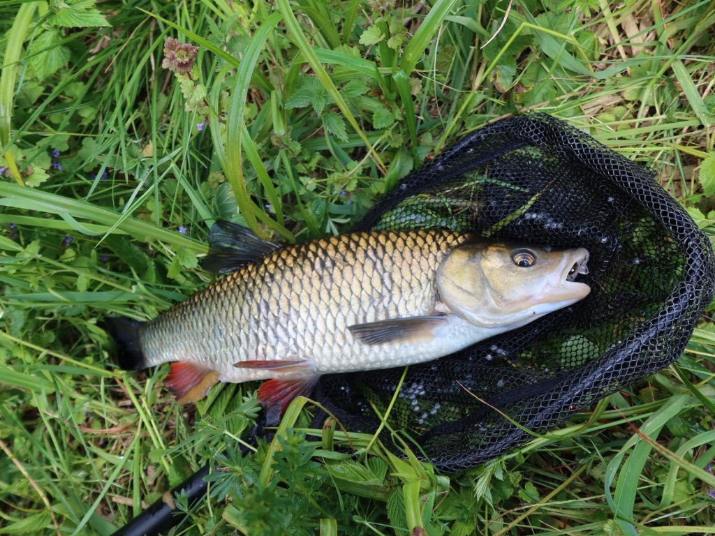 Крупный голавль взят в подсачек