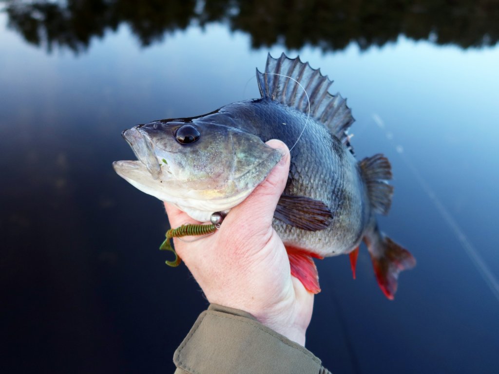 Крупный окунь и мягкая приманка в руке