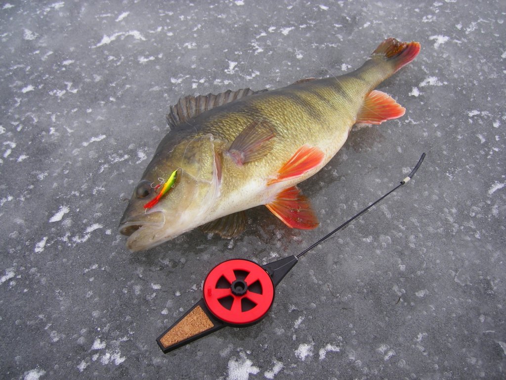 Крупный окунь клюнул на небольшой балансир