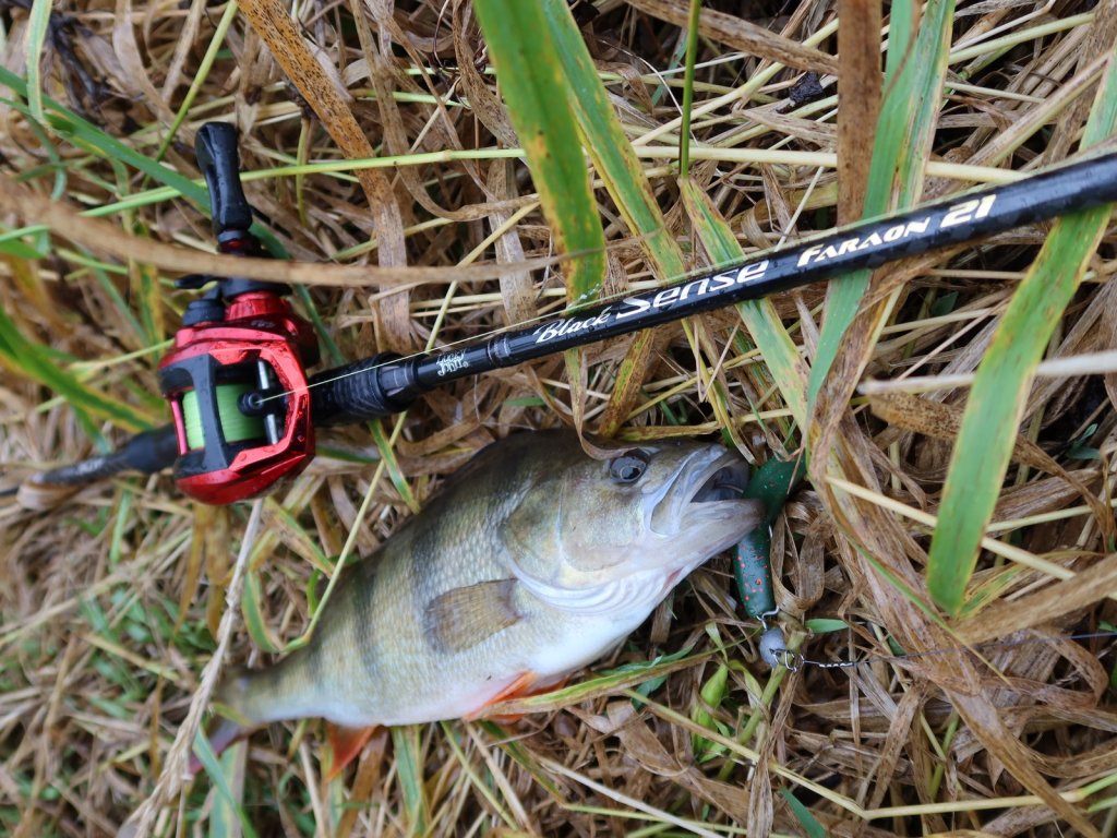 Окунь пойман кастингом на резину