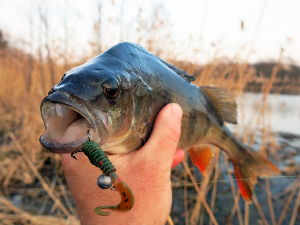 Весенний окунь и твистер Lucky John Ballist на двойном крючке