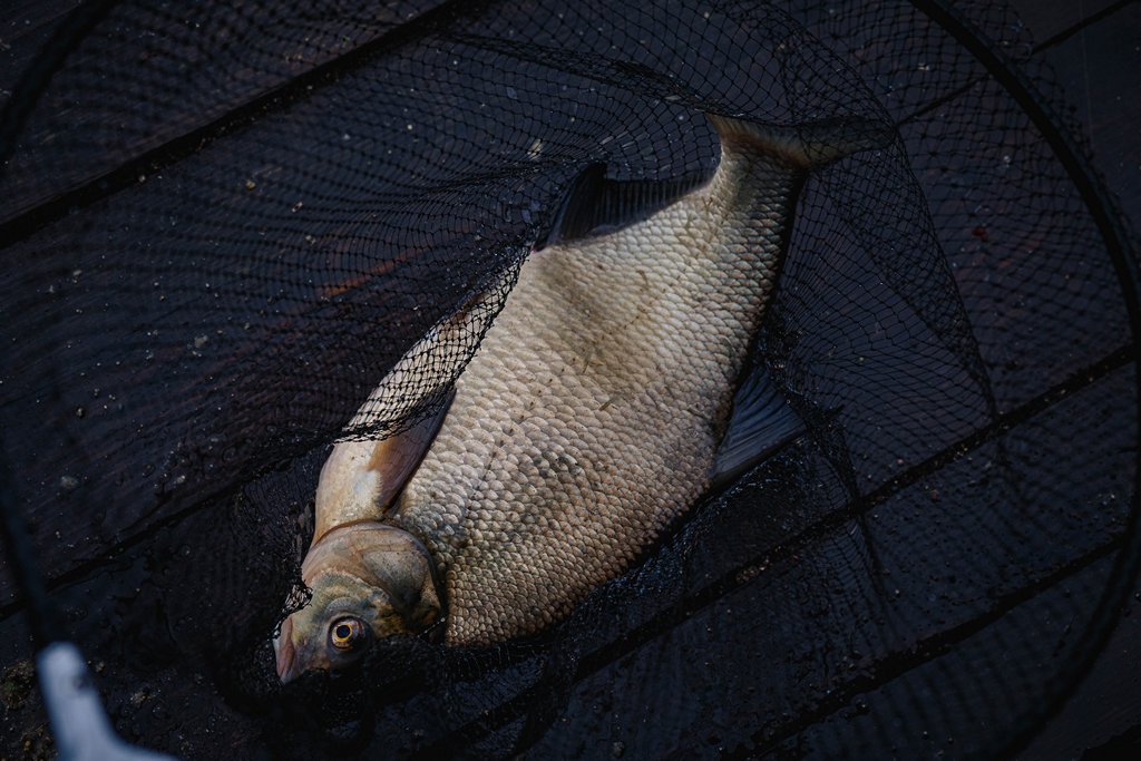 Пойманный лещ в подсачеке