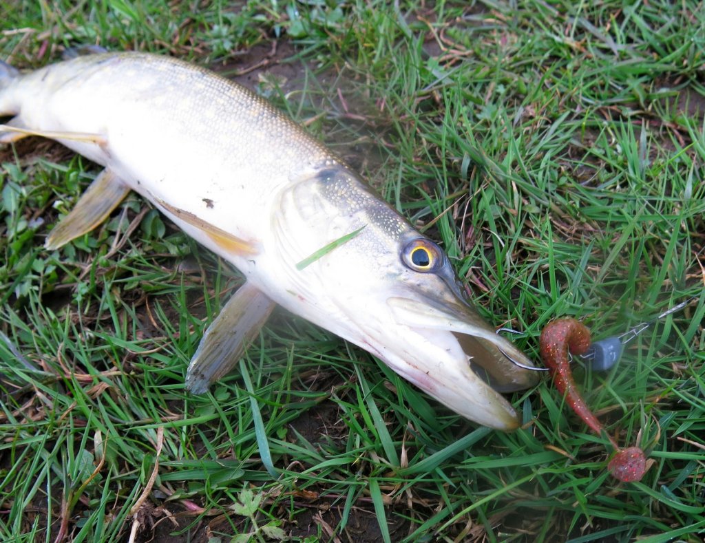 Щука клюнула на виброхвост с офсетником