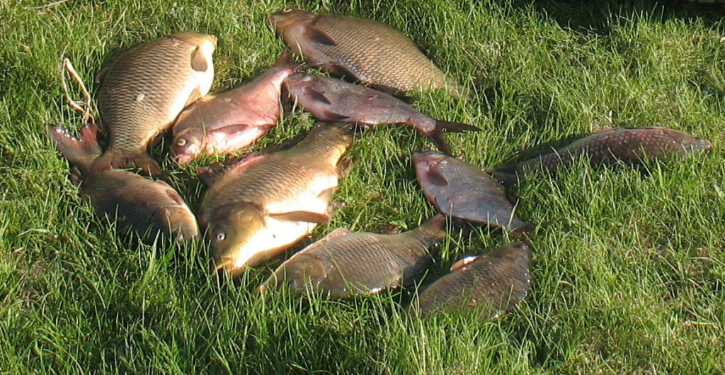 Динамичная ловля карпа на платнике (4).JPG