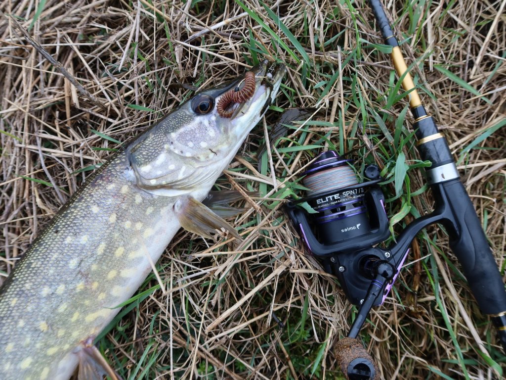 Щука и спиннинговая катушка Salmo Elite Spin 7