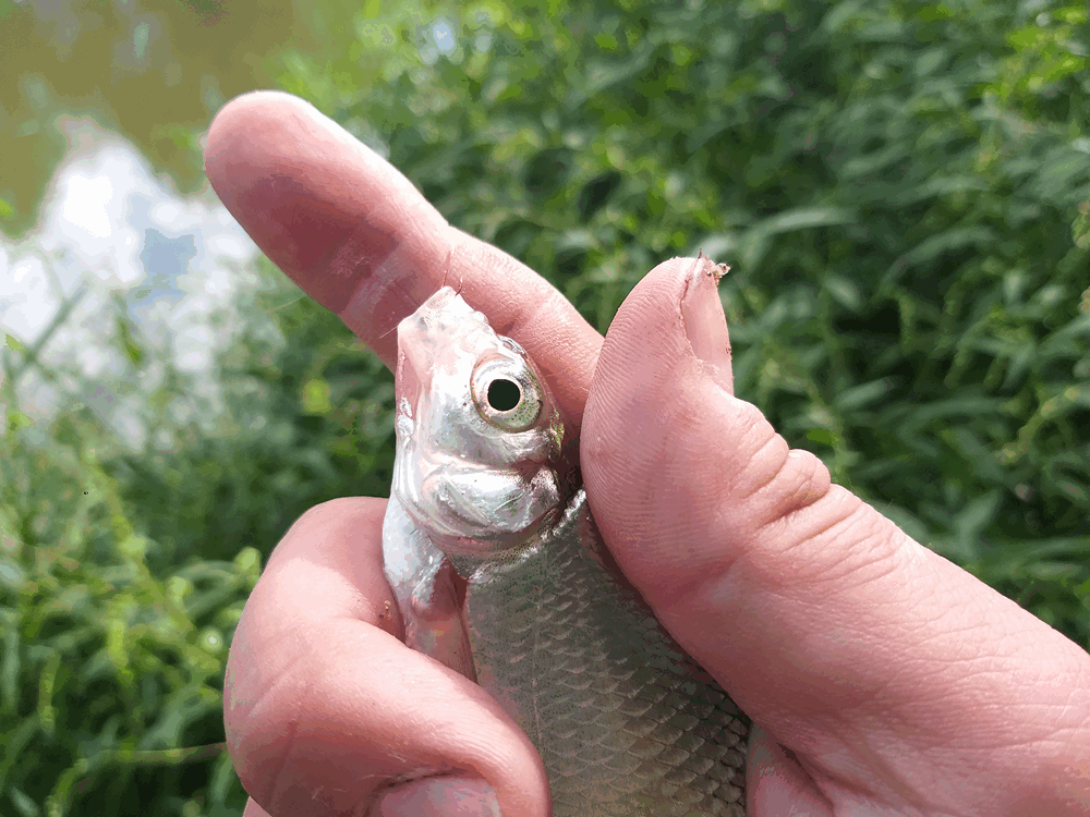 Ловля на реке коротким махом 0005.PNG