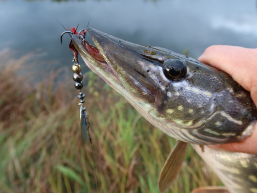 Щука с вращалкой во рту