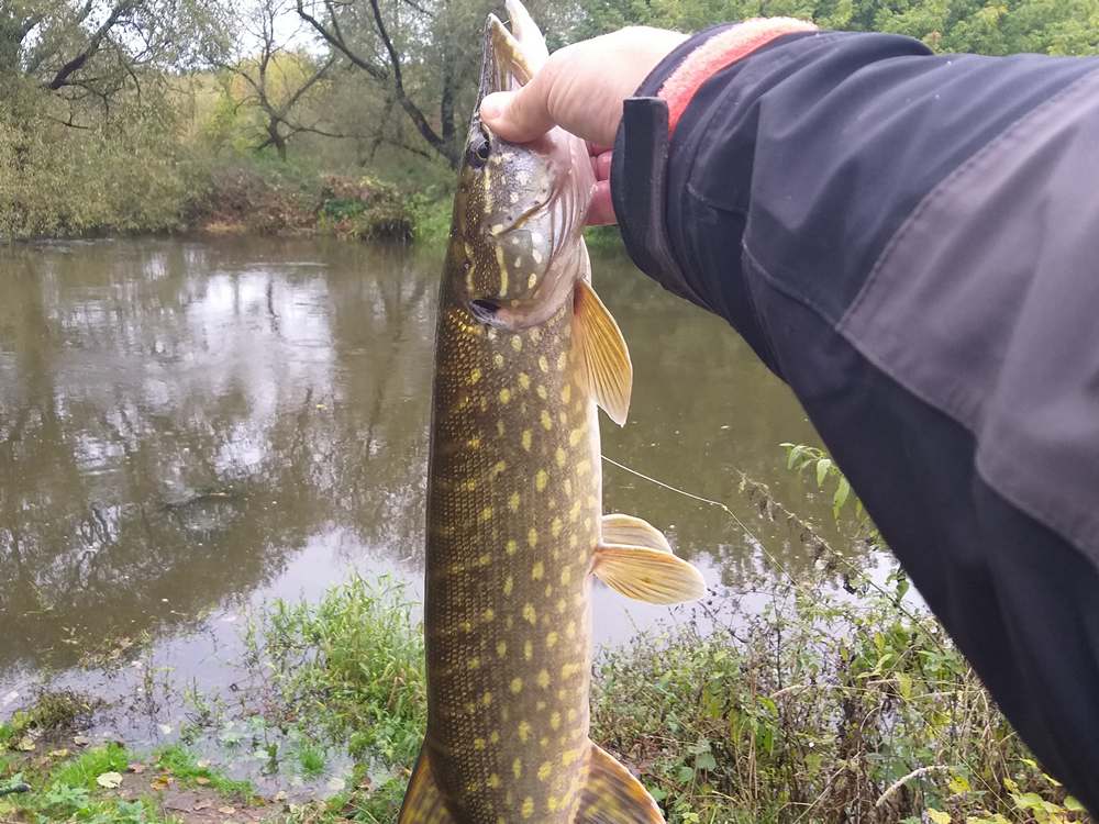 Специфика ловли щуки на малых реках