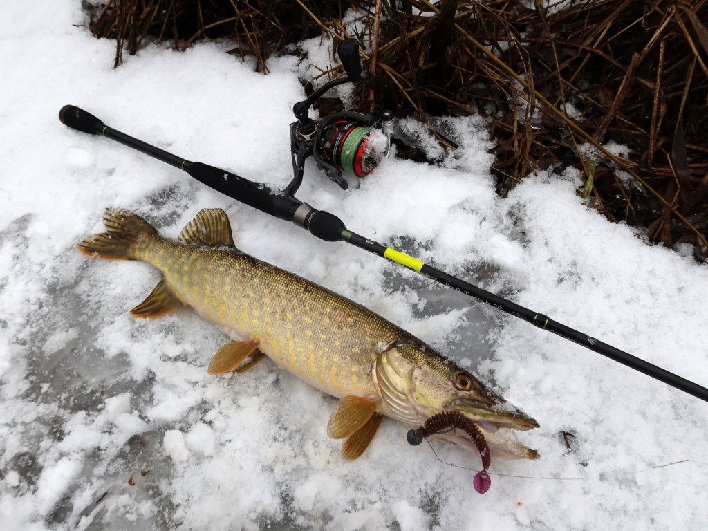Щука поймана на спиннинг в зимнюю погоду