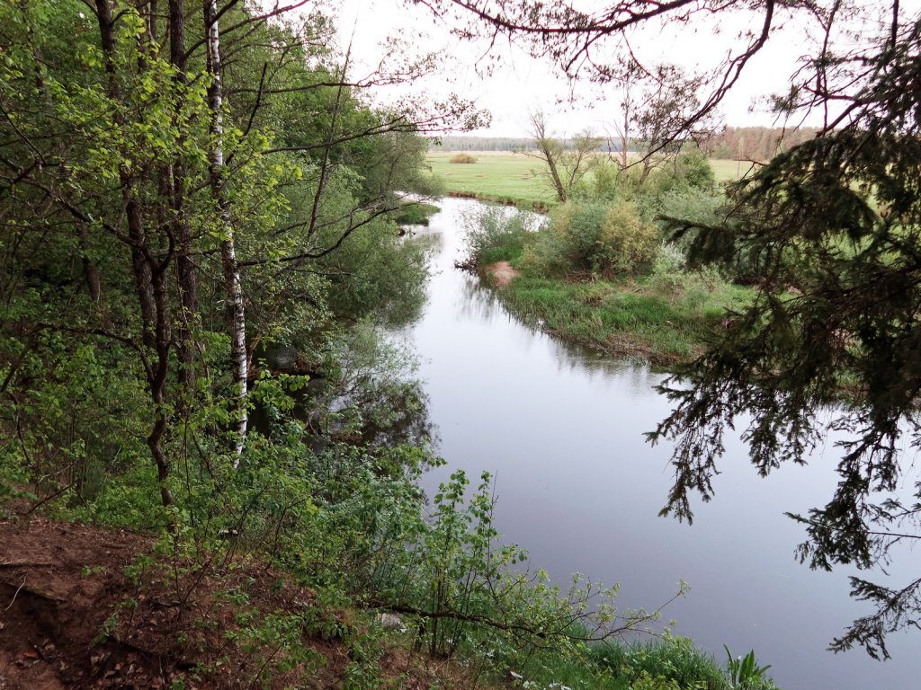 Река течёт среди леса