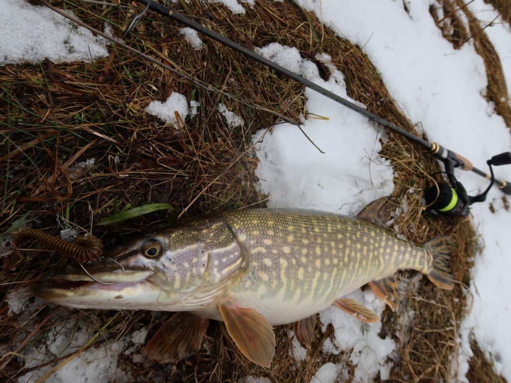Щука хорошо клюёт зимой