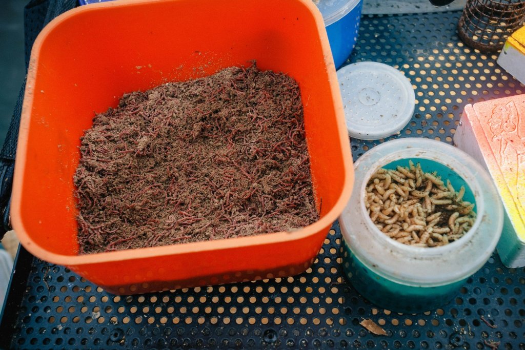 Стол фидериста: прикормка и наживка Стол фидериста: прикормка и наживка