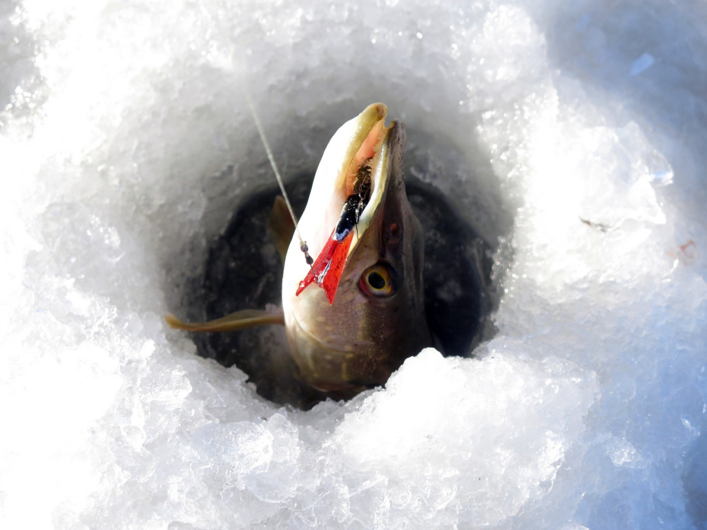 Подготовка балансиров к сезону Подготовка балансиров к сезону