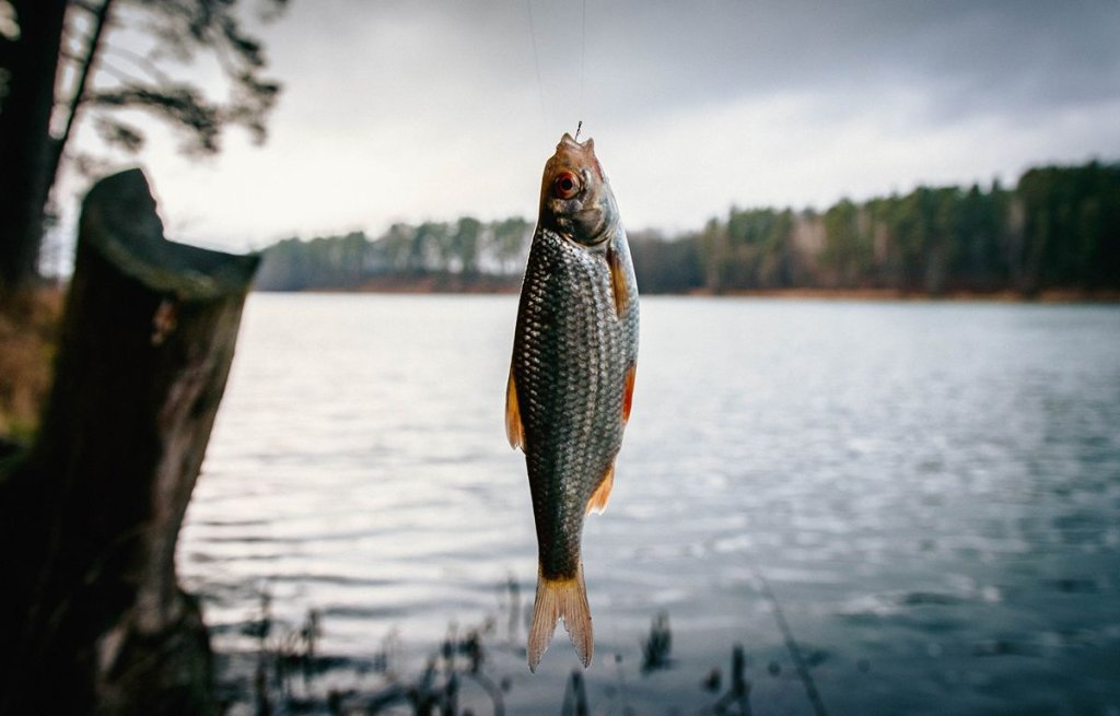 Плотва на крючке Плотва на крючке