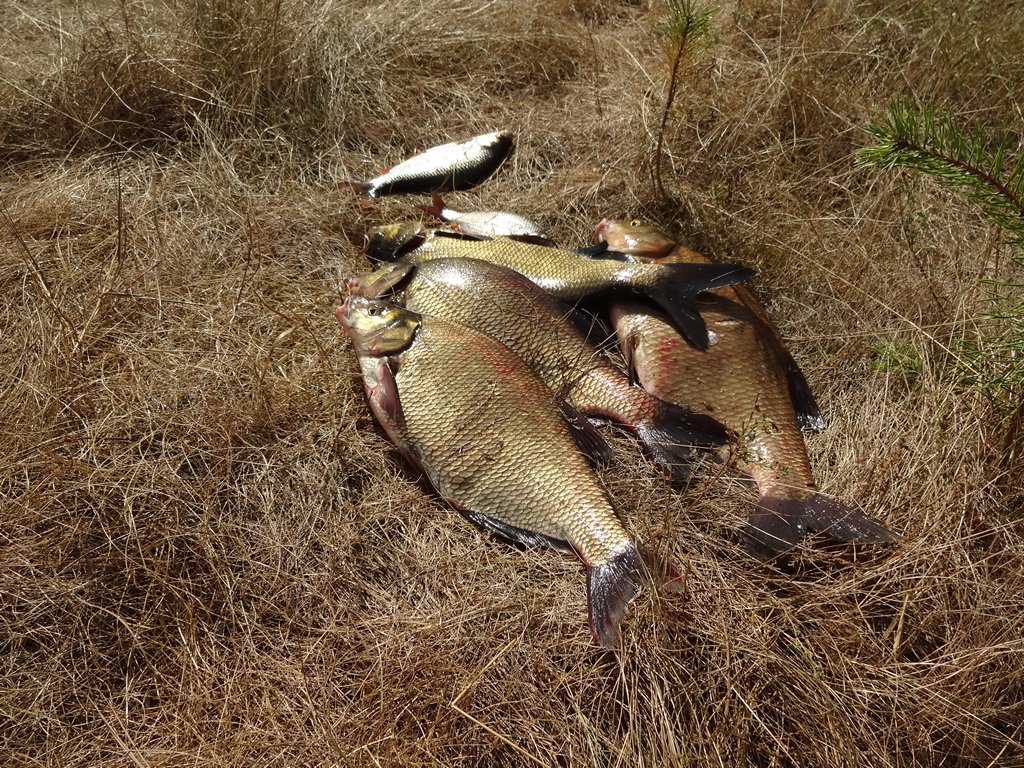 Улов из лещей на сухой траве