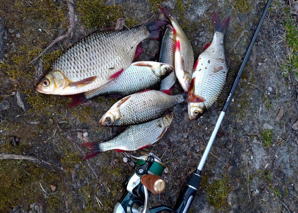 Краснопёрки и спиннинговая снасть Краснопёрки и спиннинговая снасть
