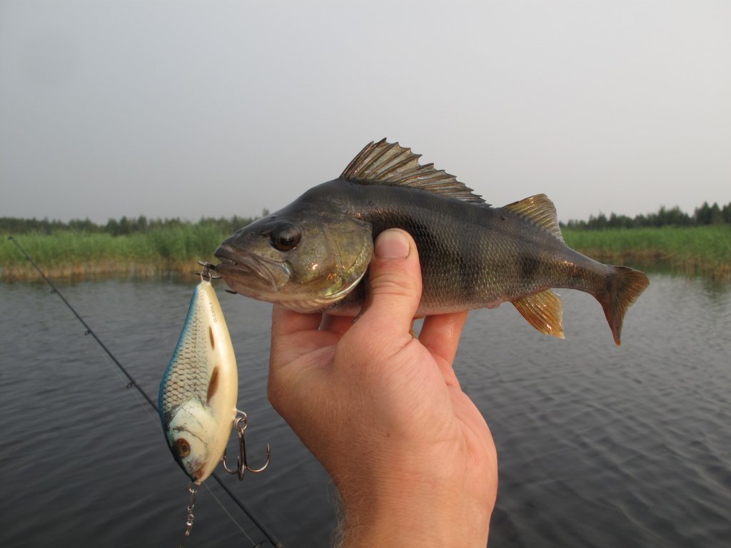 Окунь клюнул на небольшой джерк Окунь клюнул на небольшой джерк