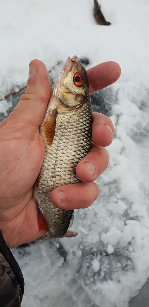 Ловля плотвы на мормышечные снасти 00005.jpg Ловля плотвы на мормышечные снасти 00005.jpg