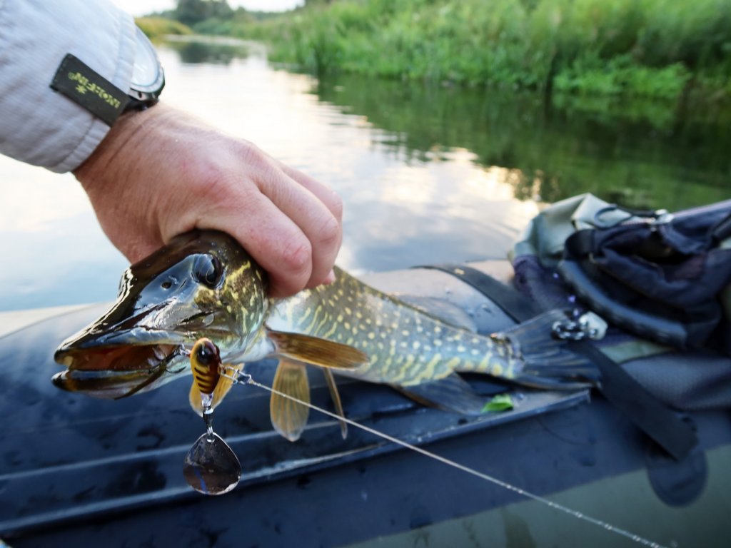 Речная щука клюнула на тейл-спиннер