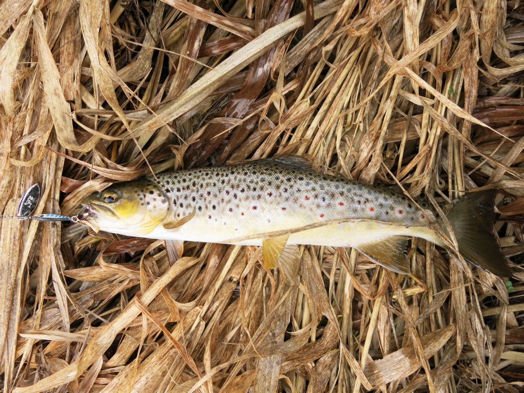 На вертушку клюнула форель На вертушку клюнула форель