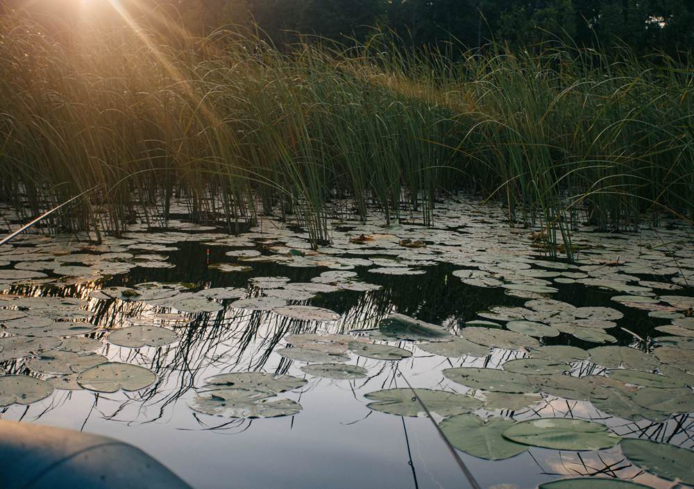 Заросли камыша