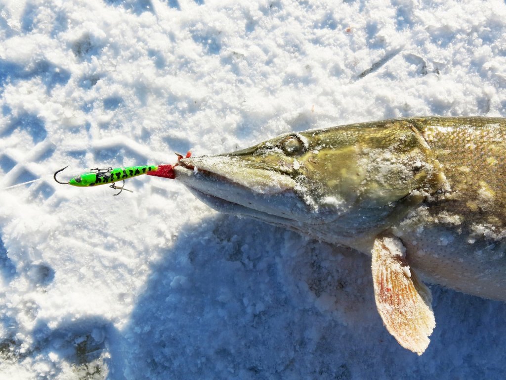 Щука поймана на балансир в мороз Щука поймана на балансир в мороз