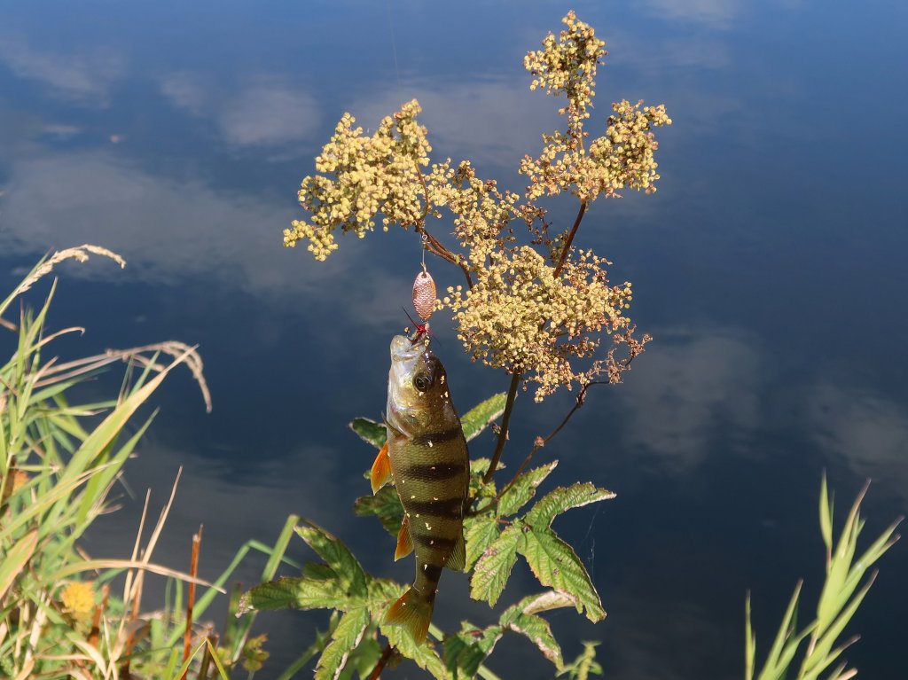 Окунь с вертушкой зацепился за растение на берегу