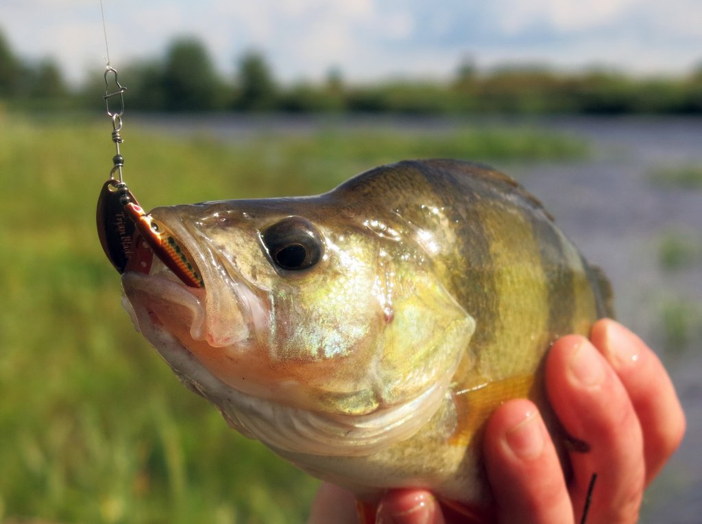 Вертушка во рту у окуня Вертушка во рту у окуня