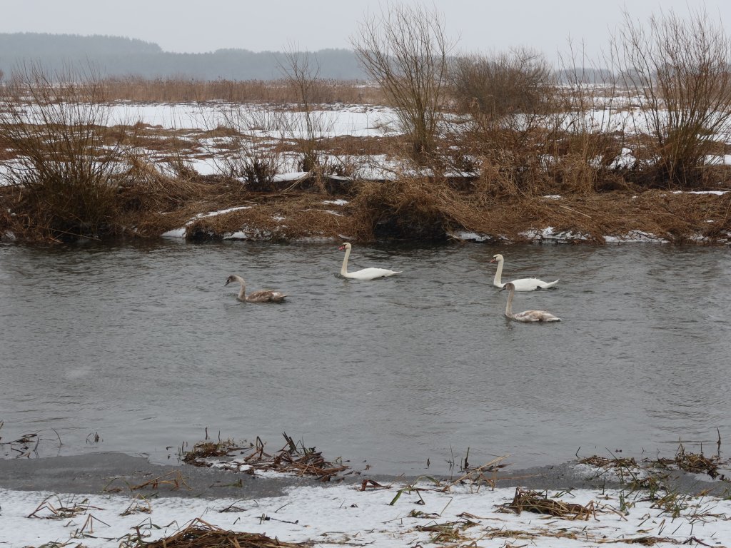 Зимняя река и лебеди