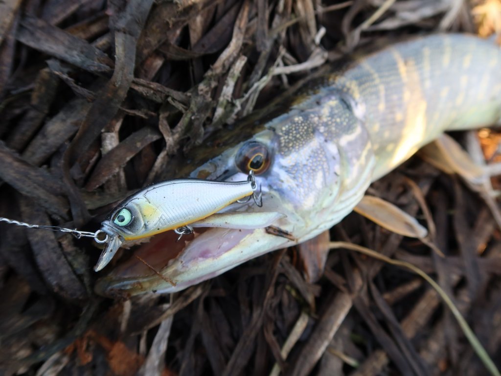 Воблер Lucky John Anira ловит щуку