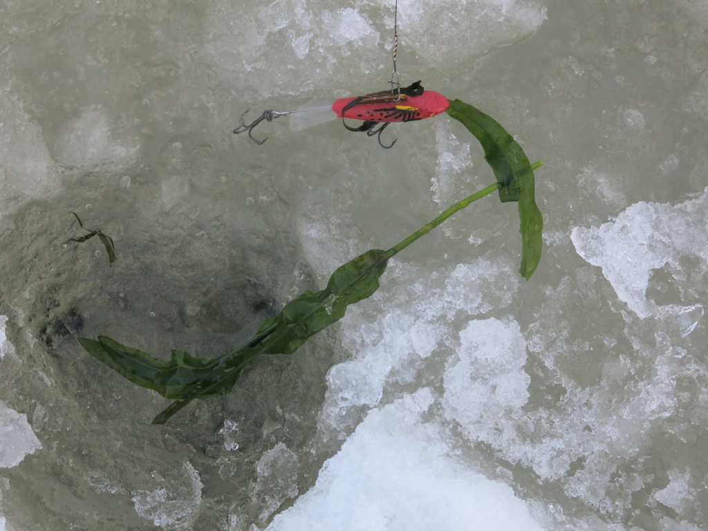 Балансирная щука в начале сезона