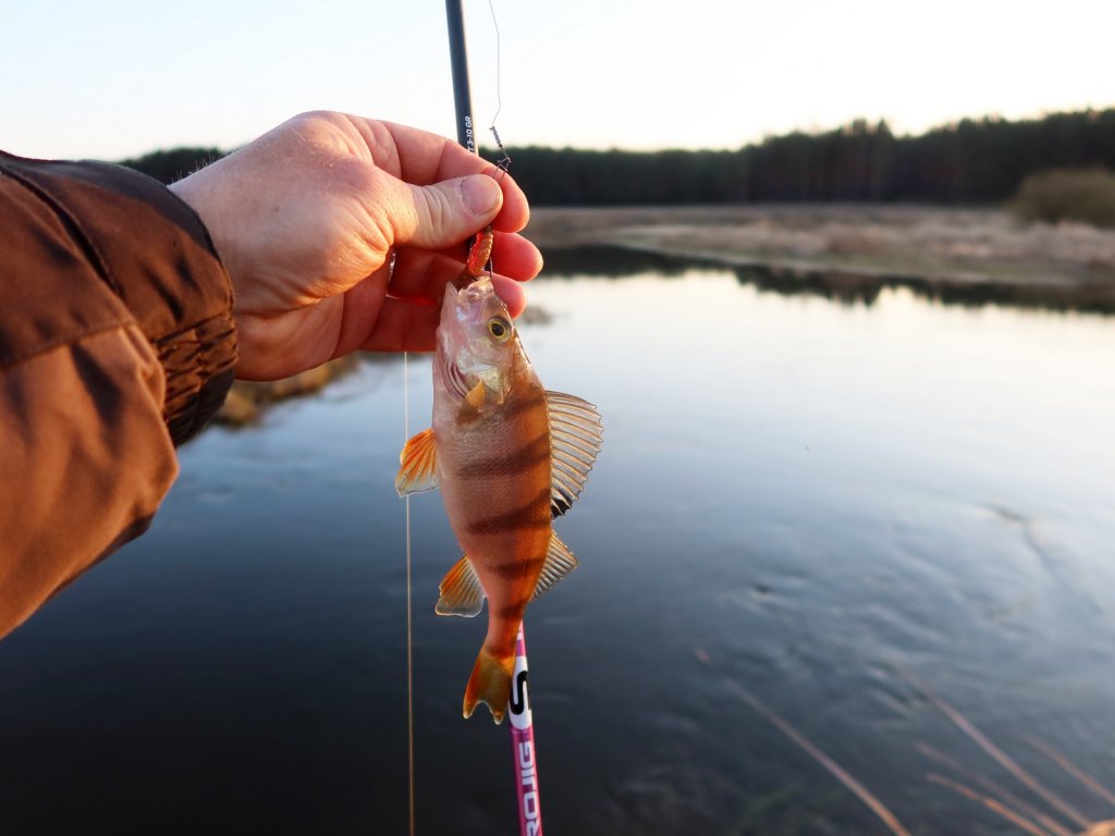 Окунь микроджигом на реке