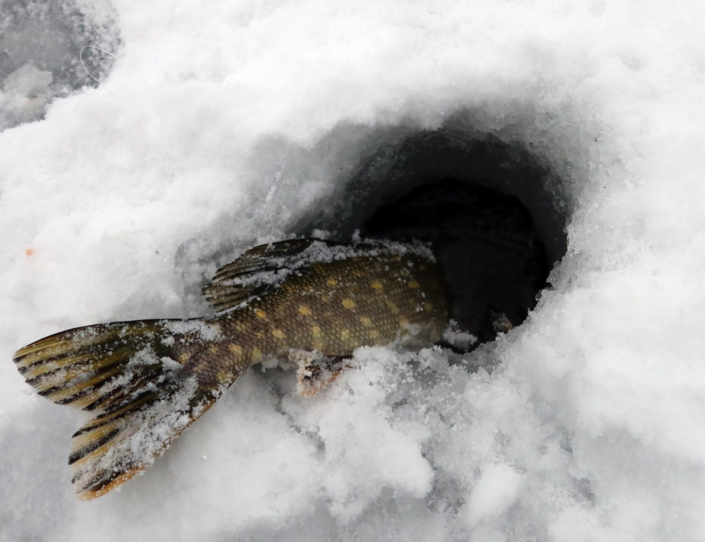 Балансирная щука в начале сезона