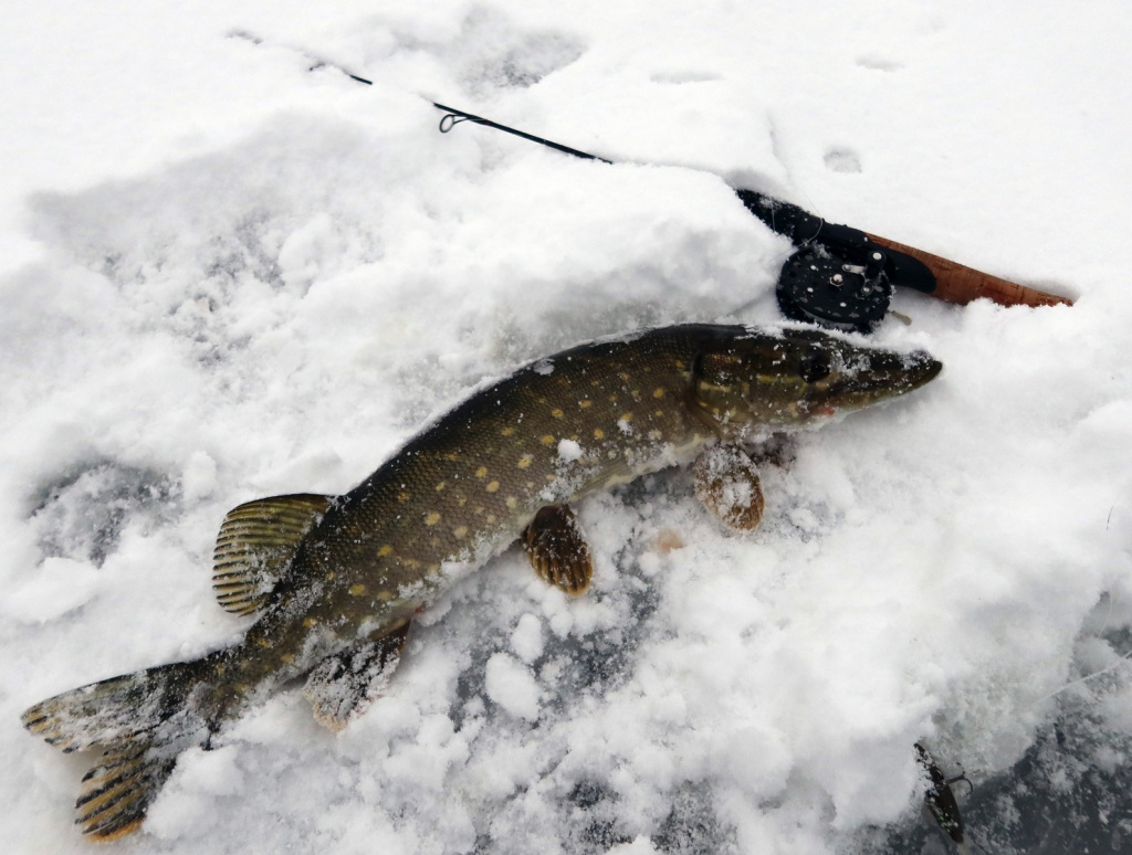 Балансирная щука в начале сезона